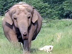 an elephant is walking in the grass with a dog