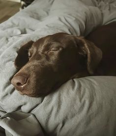 a brown dog laying on top of a bed covered in white sheets and blankets with his head resting on the pillow