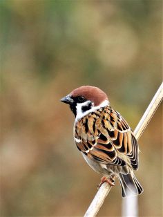 a small bird sitting on top of a wooden stick