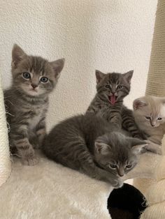 three kittens are sitting on a cat tree and one is sticking its tongue out