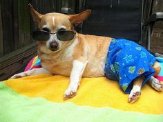 a dog wearing sunglasses laying on top of a towel covered in a blue and yellow blanket