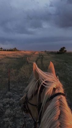 a horse standing on top of a grass covered field