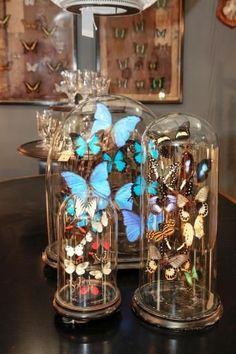 two glass bell jars filled with butterflies on top of a wooden table next to a clock