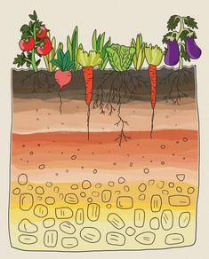 carrots and radishes growing in the soil with roots on each side, illustration by person