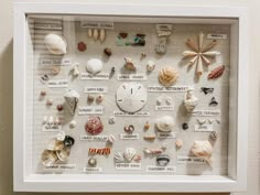 a white framed display with shells and seashells on it's sides in a white frame