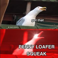 a bird sitting on top of a roof next to the words, got that penny loafer sqeak