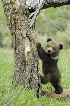 a black and white photo of a bear climbing up a tree