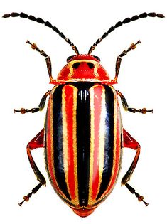 a red and black striped beetle on a white background