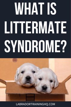 two puppies in a cardboard box with the words what is littermate syndrome?