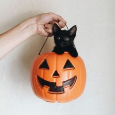 a black cat sitting inside of a pumpkin