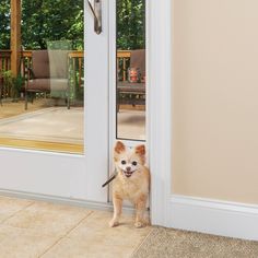 a small brown dog standing in front of a sliding glass door and looking at the camera