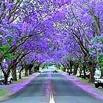 the road is lined with rows of purple trees