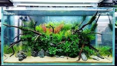 an aquarium filled with plants and rocks