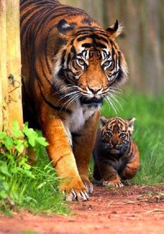 an adult tiger walking next to a baby tiger