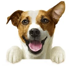 a brown and white dog sticking its head over a blank sign with it's tongue hanging out