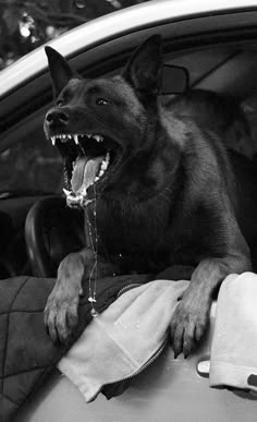 a dog sitting in the back seat of a car with it's mouth open