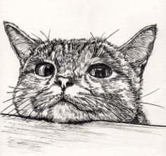 a black and white drawing of a cat's face looking over the edge of a table