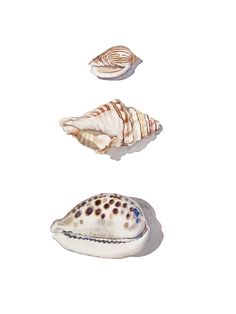 three seashells on a white background