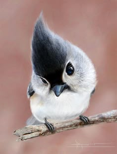 a small bird sitting on top of a wooden branch