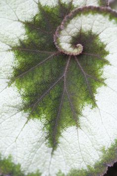 a green and white leaf is seen from above