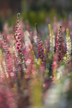 some pink and white flowers are in the grass