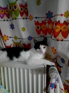 a black and white cat laying on top of a radiator next to owls