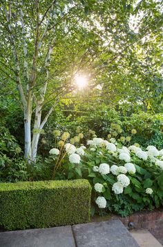 the sun shines brightly through the trees and bushes in this backyard garden with white hydrangeas