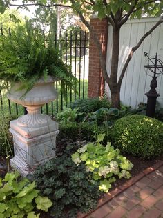 a garden with lots of green plants in it