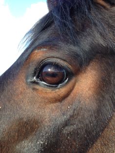 the eye of a brown horse looking straight ahead