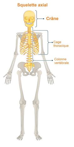 the skeleton is labeled in several different languages, including words and pictures for each part of the body