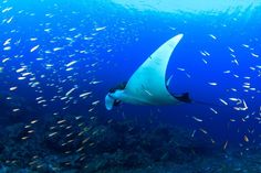 a manta ray swimming in the ocean with lots of small fish around it's neck