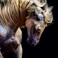 two horses with blonde hair standing next to each other in front of a black background