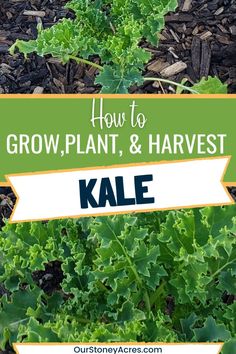 some plants growing in the ground with text overlay that says how to grow, plant and harvest kale