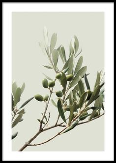 an olive tree branch with green leaves on it