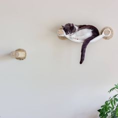 a black and white cat laying on top of a shelf