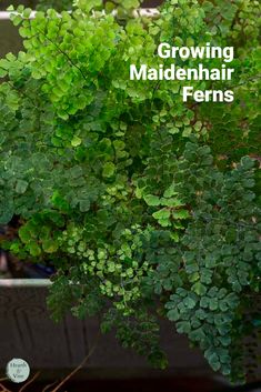 Foliage of a maidenhair fern plant. Maidenhair Fern Care, Gardening Basics, Ferns Care, Beginner Gardening, Peaceful Garden, Inspiring Outdoor Spaces, Maidenhair Fern, Water Gardens, Plants Indoor