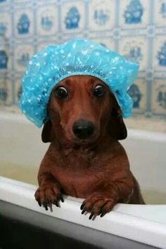 a brown dog wearing a blue hat in a bathtub