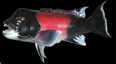 a red and black fish with it's mouth open, on a black background