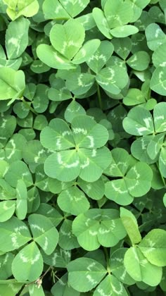 several green leaves with white spots on them