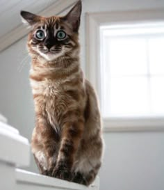 a cat sitting on top of a window sill looking at the camera with blue eyes