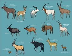 an image of different types of antelope