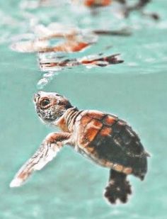 a baby turtle swimming in the water