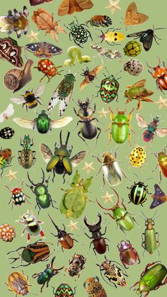 many different types of bugs on a green background