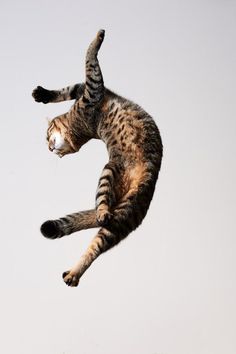 a cat that is jumping in the air