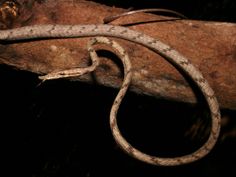 a snake that is laying on top of a tree branch with it's tail curled up