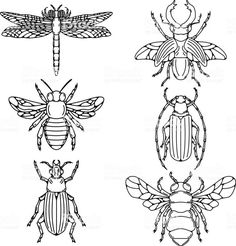 four different types of bugs in black and white royaltyvectors for insect coloring pages