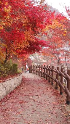 the path is lined with colorful trees and leaves on both sides, along with a stone wall