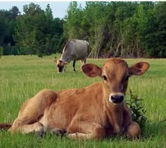 a brown cow laying in the grass next to another cow