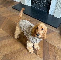 a dog wearing a sweater standing on the floor