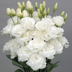 a bouquet of white flowers in a vase